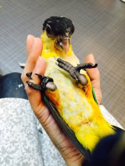 画像1: ズグロシロハラインコ００２国内ブリードお迎え頂きました。