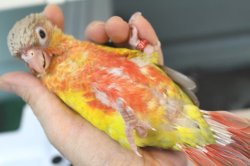 画像1: ホオミドリアカオウロコインコ国産レッドパイナップル女の子03お迎え頂きました