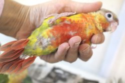 画像3: ホオミドリアカオウロコインコ国産レッドパイナップル女の子02お迎え頂きました