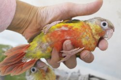 画像4: ホオミドリアカオウロコインコ国産レッドパイナップル女の子02お迎え頂きました