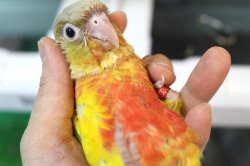 画像1: ホオミドリアカオウロコインコ国産レッドパイナップル女の子02お迎え頂きました