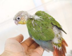 画像1: ホオミドリアカオウロコインコ国産レッドパイナップル女の子05お迎え頂きました