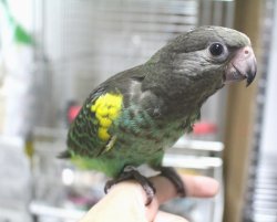 画像2: ムラクモインコPHBII８G050お迎え頂きました