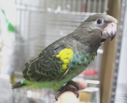 画像1: ムラクモインコPHBII８G050お迎え頂きました