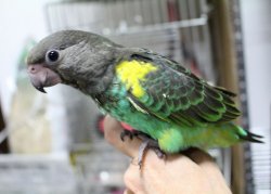 画像4: ムラクモインコPHBII８G050お迎え頂きました