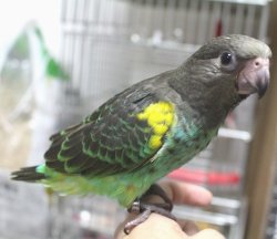 画像3: ムラクモインコPHBII８G050お迎え頂きました