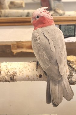 画像1: モモイロインコ103男の子お迎え頂きました。