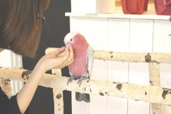 画像3: モモイロインコ103男の子お迎え頂きました。