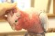 モモイロインコ107女の子お迎え頂きました