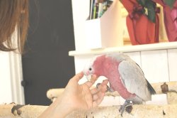 画像2: モモイロインコ103男の子お迎え頂きました。