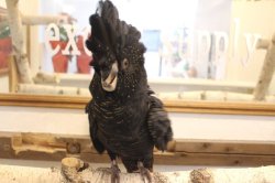 画像12: アカオクロオウム16PINZW男の子お迎え頂きました