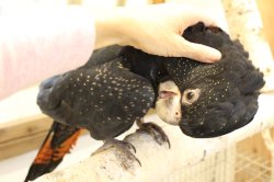 画像15: アカオクロオウム16PINZW男の子お迎え頂きました