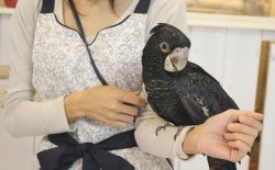 画像2: アカオクロオウム16PINZW男の子お迎え頂きました