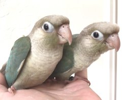 画像1: ホオミドリアカオウロコインコ国産ブルーシナモン男の子お迎え頂きました