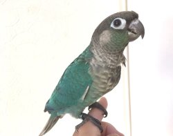 画像1: ホオミドリアカオウロコインコ国産ブルー男の子（お迎え頂きました）