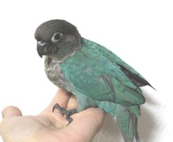 画像3: ホオミドリアカオウロコインコ国産ブルー男の子（お迎え頂きました）