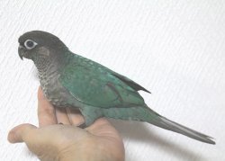 画像2: ホオミドリアカオウロコインコ国産ブルー男の子（お迎え頂きました）