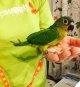 テツバシメキシコインコPHBII6Ｉ328女の子お迎えいただきました