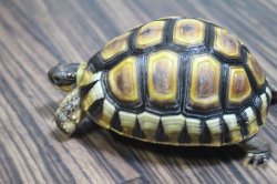 画像2: ソリガメ極美ハイポイエローCB完売しました。