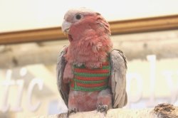 画像9: モモイロインコ１０６女の子お迎え頂きました