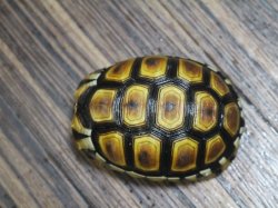 画像7: ソリガメ極美ハイポイエローCB完売しました。