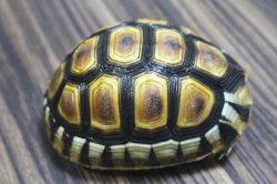 画像5: ソリガメ極美ハイポイエローCB完売しました。