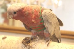 画像8: モモイロインコ１０６女の子お迎え頂きました