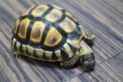 画像3: ソリガメ極美ハイポイエローCB完売しました。