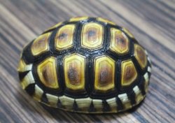 画像6: ソリガメ極美ハイポイエローCB完売しました。