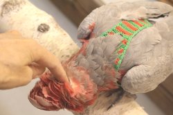 画像12: モモイロインコ１０６女の子お迎え頂きました