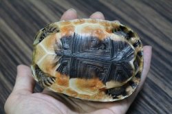 画像4: ソリガメ極美ハイポイエローCB完売しました。