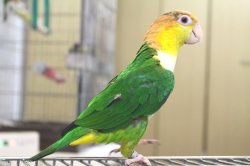 画像4: シロハラインコグリーンタイツ男の子PHBII8F624お迎え頂きました