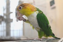 画像2: シロハラインコグリーンタイツ男の子PHBII8F624お迎え頂きました