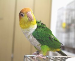 画像3: シロハラインコグリーンタイツ男の子PHBII8F624お迎え頂きました