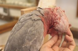 画像9: モモイロインコ118女の子☆ニュージランド産お迎え頂きました♪