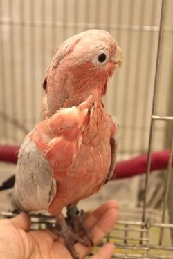 画像2: モモイロインコ105女の子☆ニュージランド産お迎え頂きました