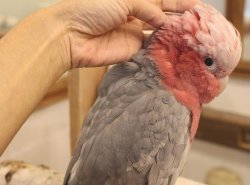 画像6: モモイロインコ118女の子☆ニュージランド産お迎え頂きました♪