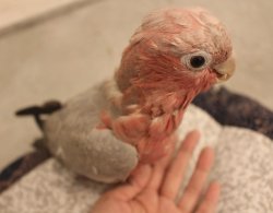 画像1: モモイロインコ105女の子☆ニュージランド産お迎え頂きました