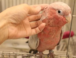 画像5: モモイロインコ105女の子☆ニュージランド産お迎え頂きました