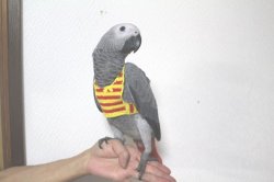 画像2: ヨウムペアお迎えいただきました