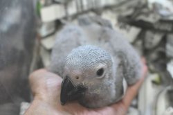 画像6: PHBII1J419女の子