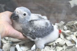 画像12: ヨウムペアお迎えいただきました♪