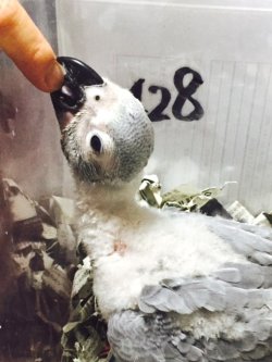 画像10: ヨウムペアお迎えいただきました♪