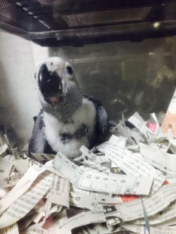 画像6: PHBII1J431男の子お迎え頂きました