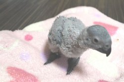 画像6: PHBII1J419女の子お迎え頂きました♪