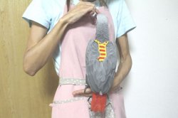 画像4: ヨウムペアお迎えいただきました