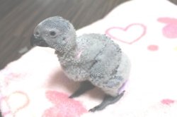 画像8: PHBII1J419女の子お迎え頂きました♪