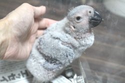 画像8: PHBII1J419女の子