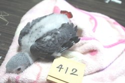 画像7: PHBII1J412男の子