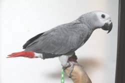 画像7: PHBII1J424お迎え頂きました